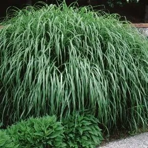 thumbnail for publication: Miscanthus sinensis 'Zebrinus': 'Zebrinus' Japanese Silver Grass